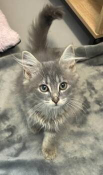 Daytona 1130-26 -  Domestic Long Hair and Domestic Short Hair Cat for Adoption in Cumming, Georgia - Daytona 1130-26 | PetCurious