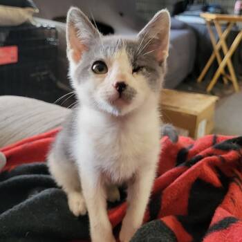 Rescue Domestic Short Hair Cats for Adoption in Columbus, Georgia - Trinket | PetCurious