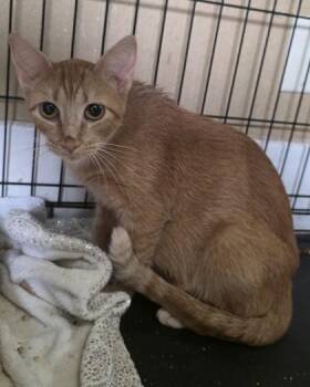 Evee -  Domestic Short Hair Cat for Adoption in Clinton, Missouri - Evee | PetCurious