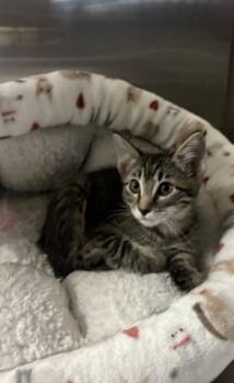 Josie -  Domestic Short Hair Cat for Adoption in Collierville, Tennessee - Josie | PetCurious