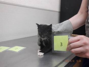 TABBY -  Domestic Long Hair Cat for Adoption in Oroville, California - TABBY | PetCurious