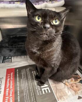 Rescue Domestic Short Hair Cats for Adoption in Bridgewater, New Jersey - Fizz (in Foster) | PetCurious