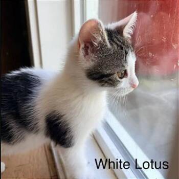 White Lotus -  Domestic Short Hair Cat for Adoption in Pleasant Hill, California - White Lotus | PetCurious