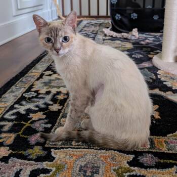 Siamese and Domestic Short Hair Cats Available for Adoption in Richmond, Virginia - Aura 2 | PetCurious