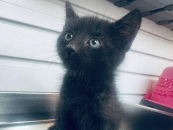 Randy -  Domestic Medium Hair Cat for Adoption in St. George, Utah - Randy | PetCurious