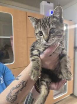 Domestic Short Hair Cats Available for Adoption in Savannah, Georgia - Cauliflower | PetCurious