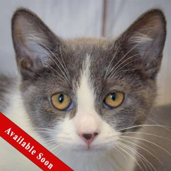 Salsa -  Tuxedo and Domestic Short Hair Cat for Adoption in Huntley, Illinois - Salsa | PetCurious