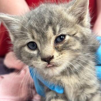 Domestic Short Hair Cats Available for Adoption in Birmingham, Alabama - Angel | PetCurious