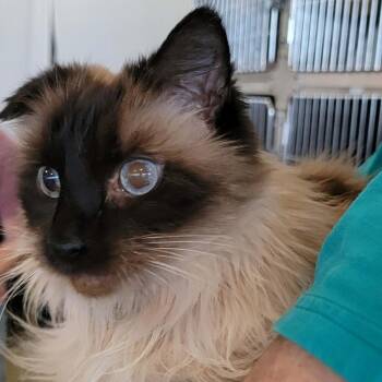 Domestic Long Hair and Siamese Cats Available for Adoption in Myrtle Beach, South Carolina - Loki - 8 Yo Senior | PetCurious