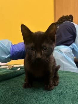 Drake -  Domestic Short Hair Cat for Adoption in Raleigh, North Carolina - Drake | PetCurious