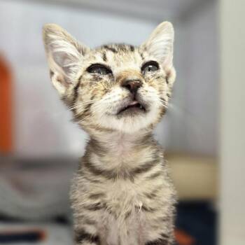 Pipsqueak -  Domestic Short Hair Cat for Adoption in Houston, Texas - Pipsqueak | PetCurious