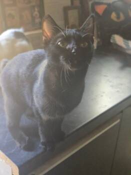 Rescue Domestic Short Hair Cats for Adoption in French Village, Missouri - Delilah | PetCurious