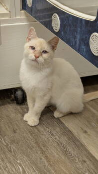 Rescue Siamese Cats for Adoption in Columbus, Ohio - Junie | PetCurious