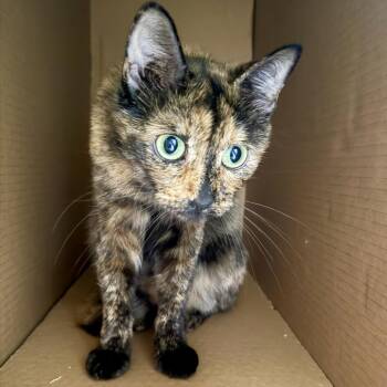 Tata -  Domestic Short Hair Cat for Adoption in Los Angeles, California - Tata | PetCurious