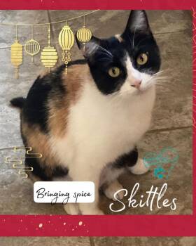 Domestic Short Hair Cats Available for Adoption - Skittles | PetCurious