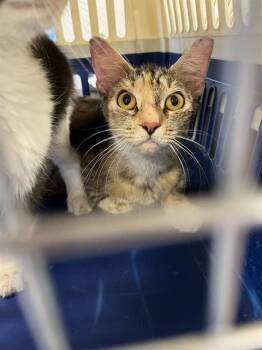Domestic Short Hair Cats Available for Adoption in Palmetto, Florida - A135385 | PetCurious