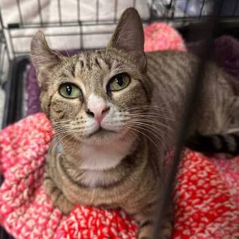 Rescue Domestic Short Hair Cats for Adoption in Mount Vernon, Indiana - Nova | PetCurious