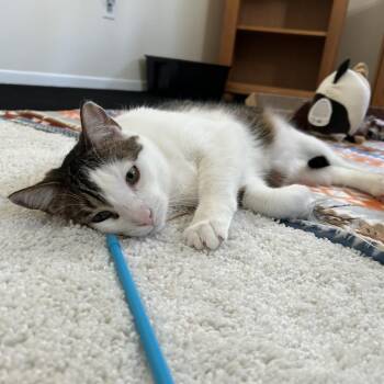 Jack -  Domestic Short Hair Cat Available for Adoption in Manchester, Connecticut - Jack | PetCurious