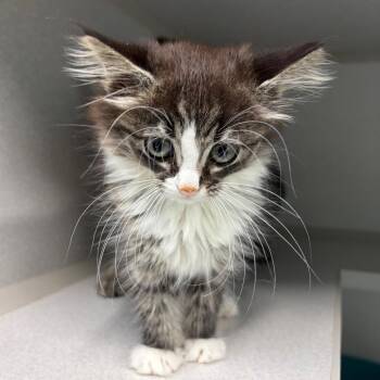 Coconut -  Domestic Long Hair Cat for Adoption in Newark, New Jersey - Coconut | PetCurious