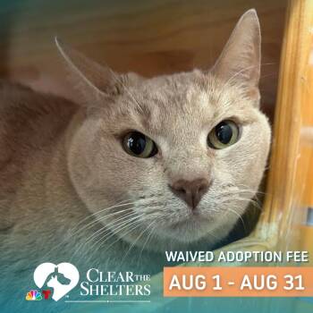 Theo (+Hammy & Jasmine?) -  Domestic Short Hair Cat for Adoption in Philadelphia, Pennsylvania - Theo (+Hammy & Jasmine?) | PetCurious
