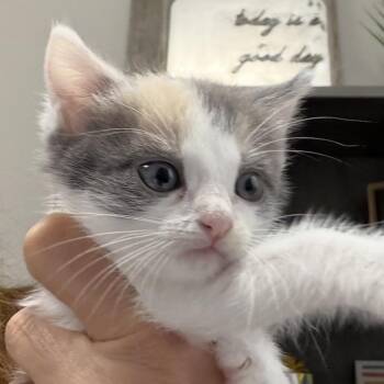 FWT Zora -  Domestic Short Hair Cat for Adoption in Midland, Texas - FWT Zora | PetCurious