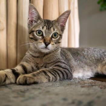 Luffy -  Domestic Short Hair Cat for Adoption in Houston, Texas - Luffy | PetCurious