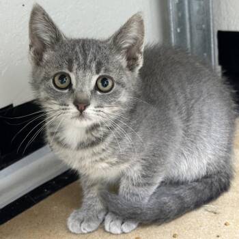 Penny -  Domestic Short Hair Cat for Adoption in Grantsville, Utah - Penny | PetCurious