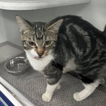 Domestic Short Hair Cats Available for Adoption in Clavet, Saskatchewan - Canyon | PetCurious