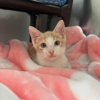 Earl -  Domestic Short Hair Cat for Adoption in Corpus Christi, Texas - Earl | PetCurious