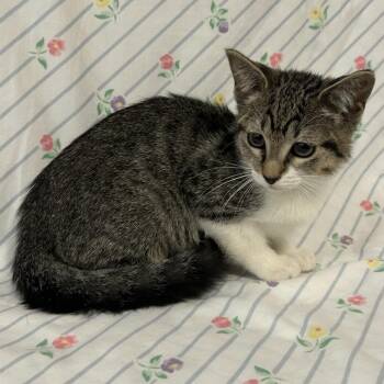 Oatmeal -  Domestic Short Hair Cat for Adoption in Coos Bay, Oregon - Oatmeal | PetCurious
