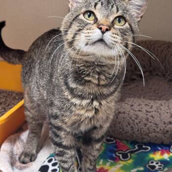 Walter -  American Shorthair Cat for Adoption in Hackensack, Minnesota - Walter | PetCurious