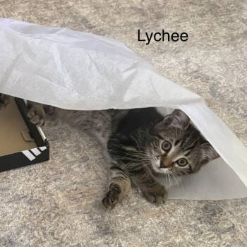 Lychee -  Domestic Short Hair Cat for Adoption in Wheeling, Illinois - Lychee | PetCurious