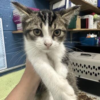 Pak -  Domestic Short Hair Cat for Adoption in Corbin, Kentucky - Pak | PetCurious