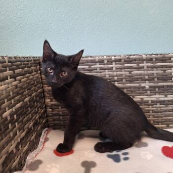 Rescue Domestic Short Hair Cats for Adoption in Attica, New York - Burrata | PetCurious