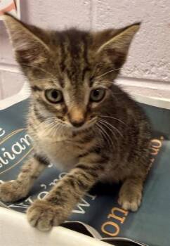 TINY TOOTH -  Domestic Short Hair Cat for Adoption in Jacksonville, Florida - TINY TOOTH | PetCurious