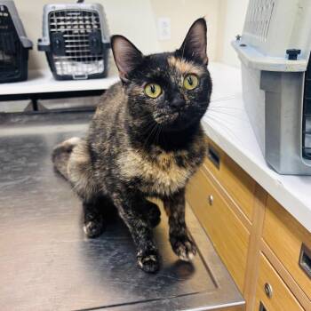 Vivain Harmon -  Domestic Short Hair Cat for Adoption in Woodbury, New Jersey - Vivain Harmon | PetCurious