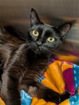 Rescue Domestic Short Hair Cats for Adoption in Ontario, California - ESPRESSO | PetCurious