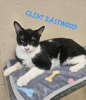 Clint Eastwood -  Domestic Short Hair Cat for Adoption in Villa Park, California - Clint Eastwood | PetCurious