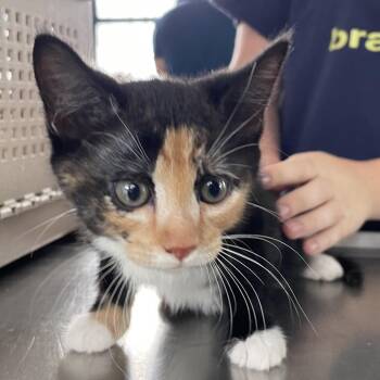 Gingham -  Domestic Short Hair Cat for Adoption in Chapel Hill, North Carolina - Gingham | PetCurious