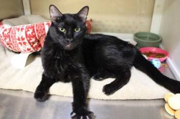 Domestic Short Hair Cats Available for Adoption in Kansas City, Missouri - Eddie Munson | PetCurious