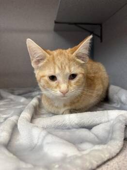 FLOUDER -  Domestic Short Hair Cat for Adoption in Aliquippa, Pennsylvania - FLOUDER | PetCurious