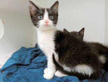 Domestic Short Hair Cats Available for Adoption in Oklahoma City, Oklahoma - A474623 | PetCurious