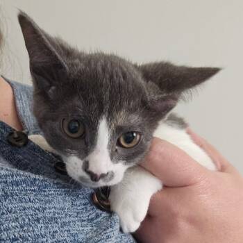 Rescue Domestic Medium Hair Cats for Adoption in Eagle Mountain, Utah - Wishbone Orr | PetCurious
