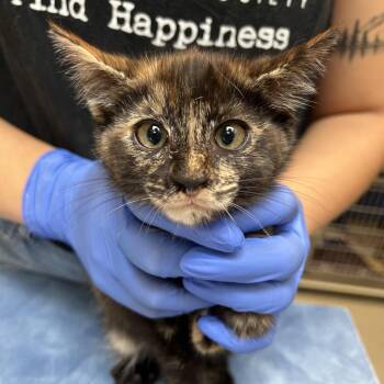 Audrey -  Domestic Short Hair Cat for Adoption in Lynchburg, Virginia - Audrey | PetCurious
