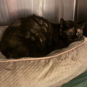 Dollop of Daisy -  Domestic Medium Hair Cat for Adoption in York, Pennsylvania - Dollop Of Daisy | PetCurious