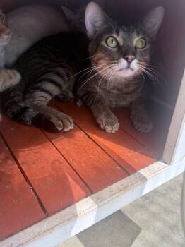 Fred -  Domestic Short Hair Cat for Adoption in Waverly, Tennessee - Fred | PetCurious
