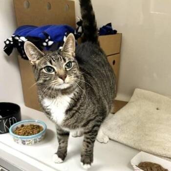 Linus -  Domestic Short Hair Cat for Adoption - Linus | PetCurious