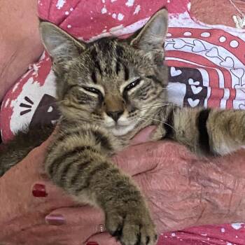 Kiki -  Domestic Short Hair Cat for Adoption in Herrin, Illinois - Kiki | PetCurious