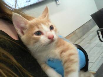 Domestic Short Hair Cats Available for Adoption in Charlotte, North Carolina - ALFREDO | PetCurious