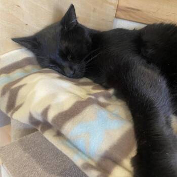 Twitter -  Domestic Short Hair Cat for Adoption in Reno, Nevada - Twitter | PetCurious